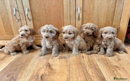 Cockapoo dogs for sale: Cockapoo Puppies Ready Now Fully Vaccinated  - Advert 5