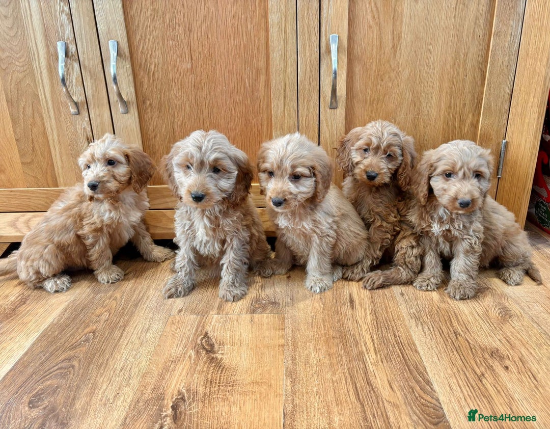 Cockapoo dogs for sale: Cockapoo Puppies Ready Now Fully Vaccinated  - Advert 5