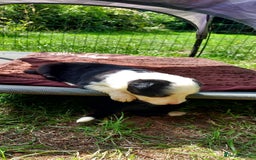 Border Collie dogs for sale: Border collie pups - Image 1