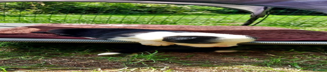 Border Collie Puppy 5