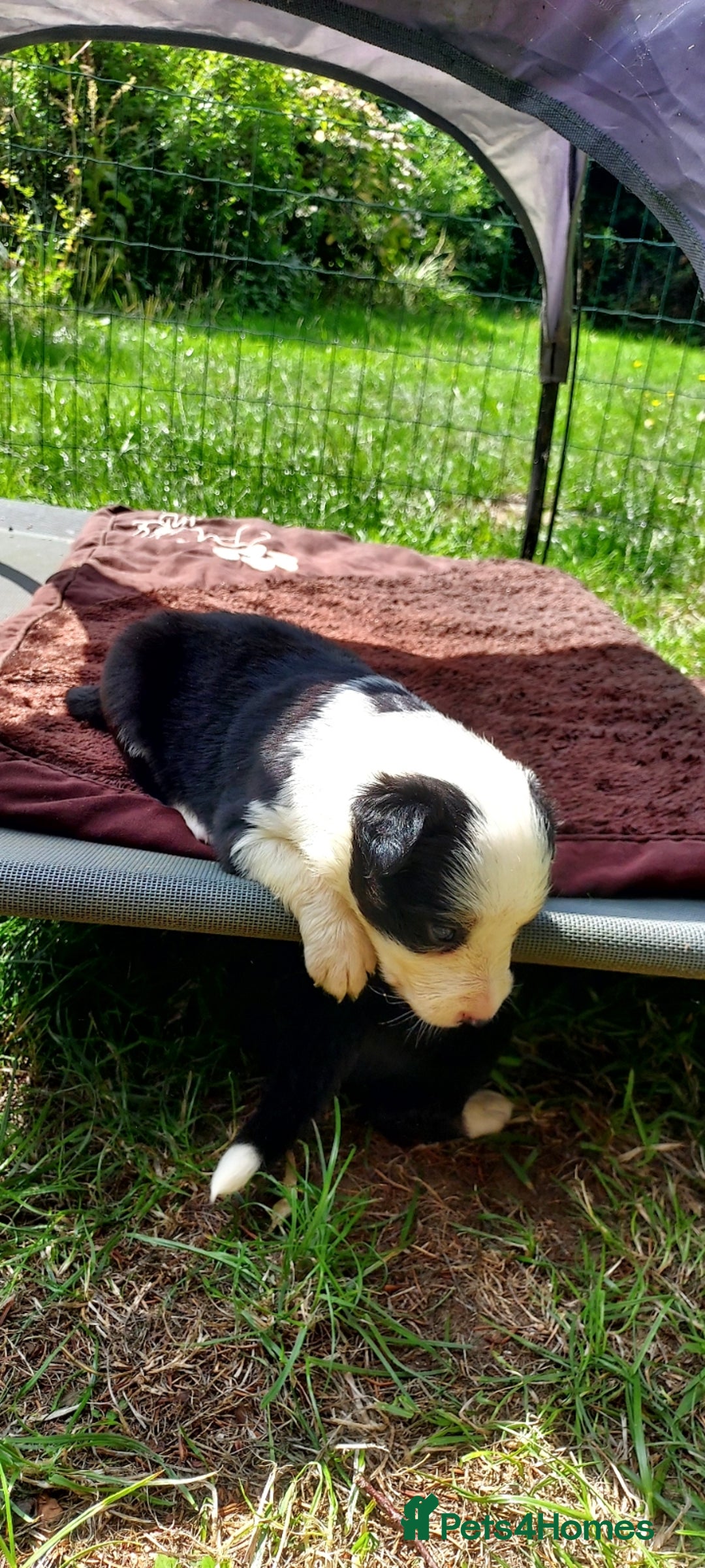 Border Collie dogs for sale: Border collie pups - Image 1