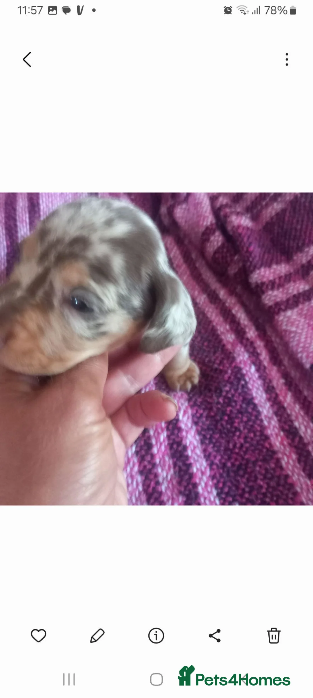 Miniature Dachshund dogs for sale: Miniature Dachshund pups - Advert 2