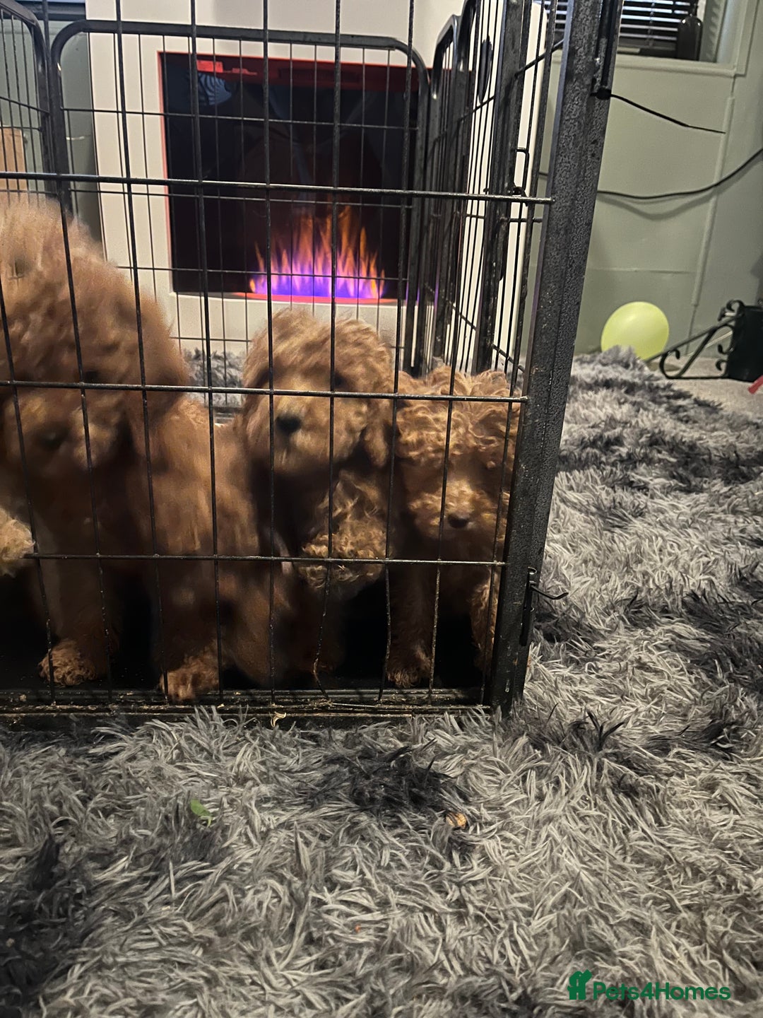 Mini Goldendoodle dogs for sale: Mini golden doodle f1b - Advert 8