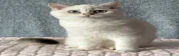 British Shorthair cats for sale: TICA Beautiful British Shorthair Kittens - Advert 6