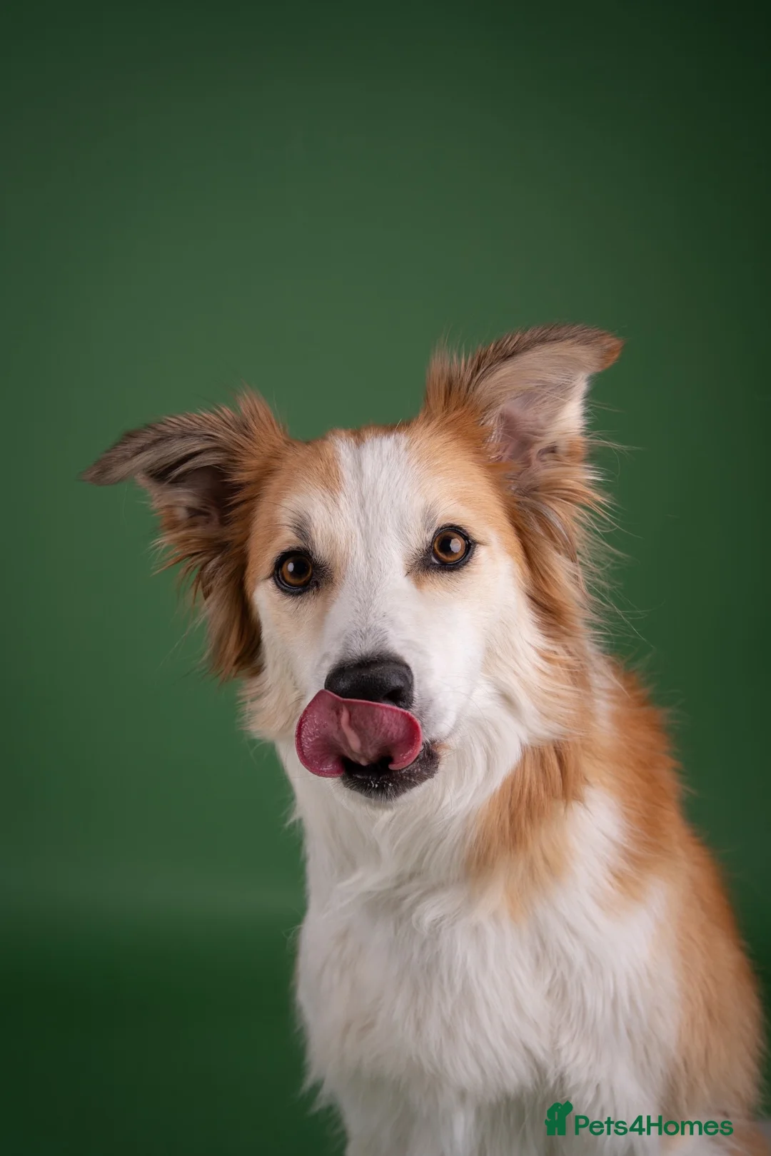 Mixed Breed dogs for sale: 5yr Collie-X Seeking Quiet Single-Pet Home - Advert 2