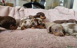 Dachshund dogs for sale: Dachshund  - Image 8