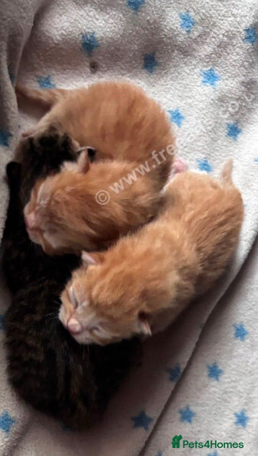 Norwegian Forest Cat cats Norwegian forest kittens  - Advert 1