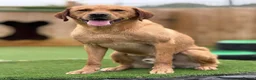 Labrador Retriever dogs for stud: Labrador for stud  - Advert 5