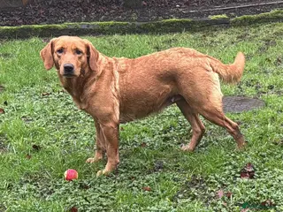 Goldador dogs BORN FROM HIP, ELBOW AND DNA PERFECT PARENTS - Advert 1