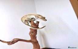 Gecko reptiles for sale: friendly Crested Gecko a rare changing colours! - Image 4