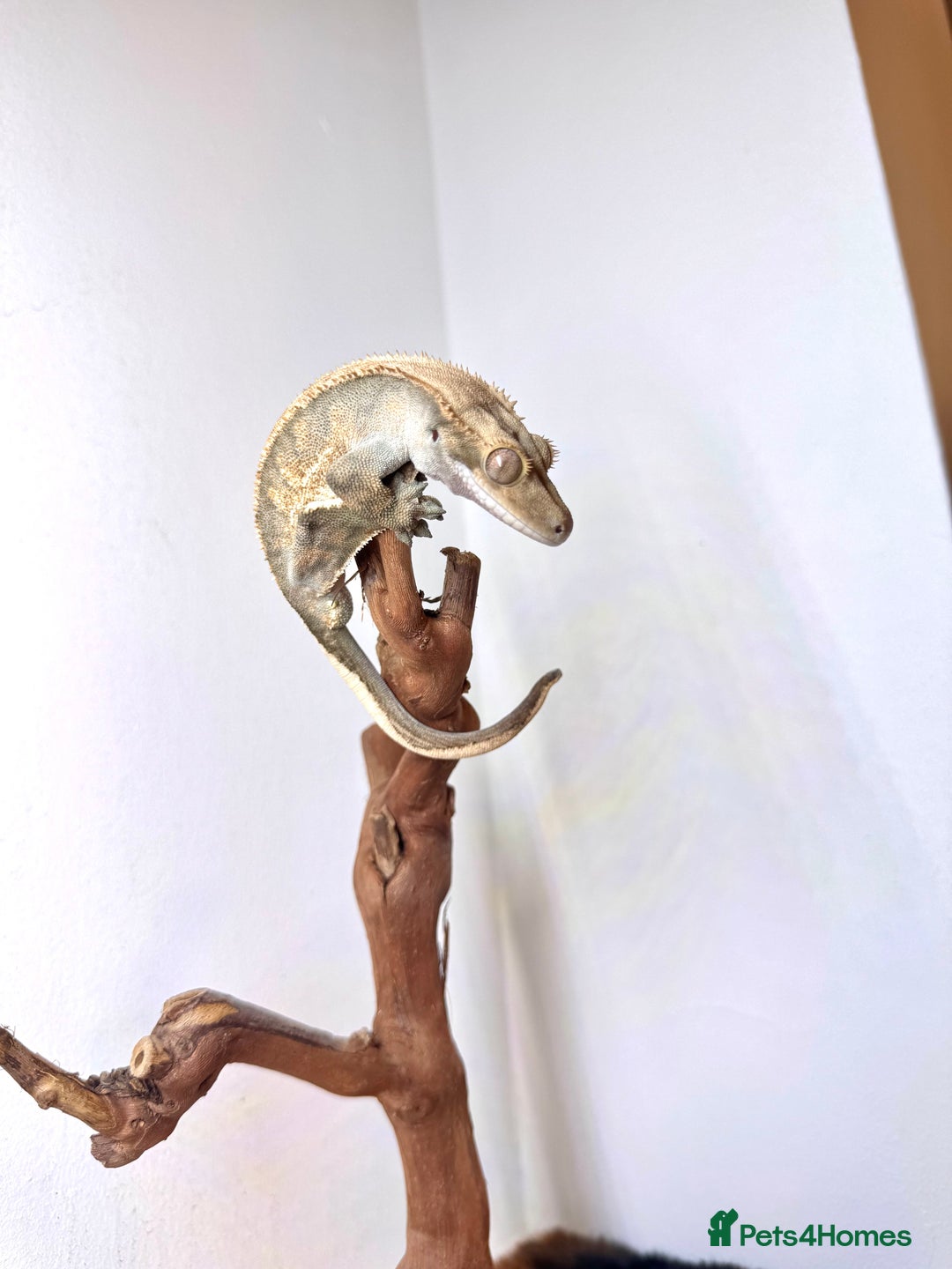 Gecko reptiles for sale: friendly Crested Gecko a rare changing colours! - Image 4