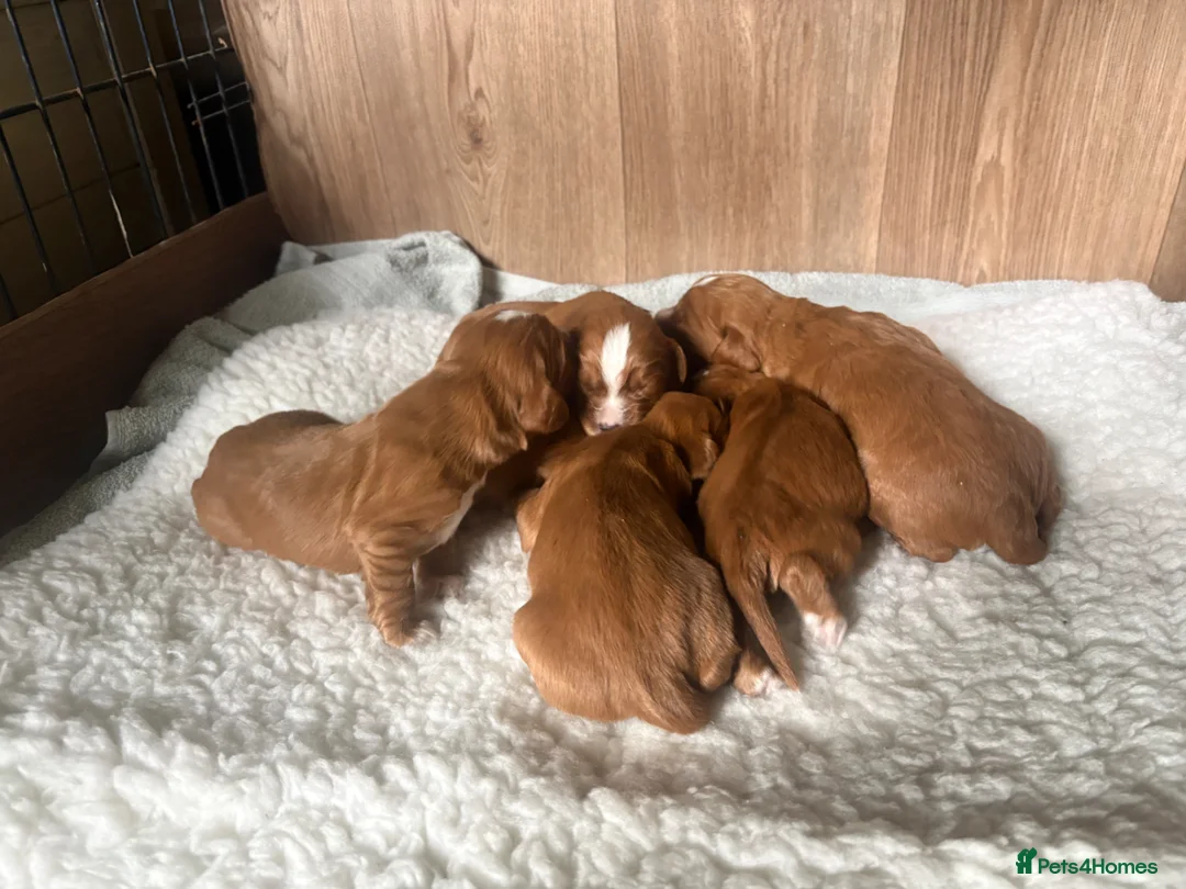 Cocker Spaniel dogs for sale: Fox red working cocker spaniel pups  - Advert 1
