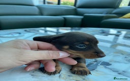 Miniature Dachshund dogs for sale: 🐾READY TO LEAVE NEXT WEEK🐾 - Image 26