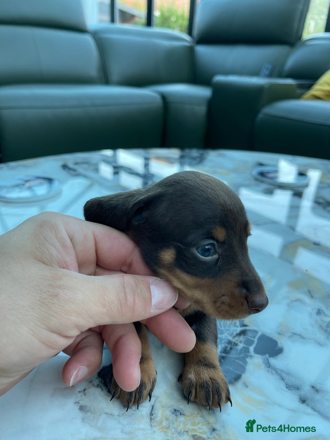 Miniature Dachshund dogs for sale: 🐾READY TO LEAVE NEXT WEEK🐾 - Image 26