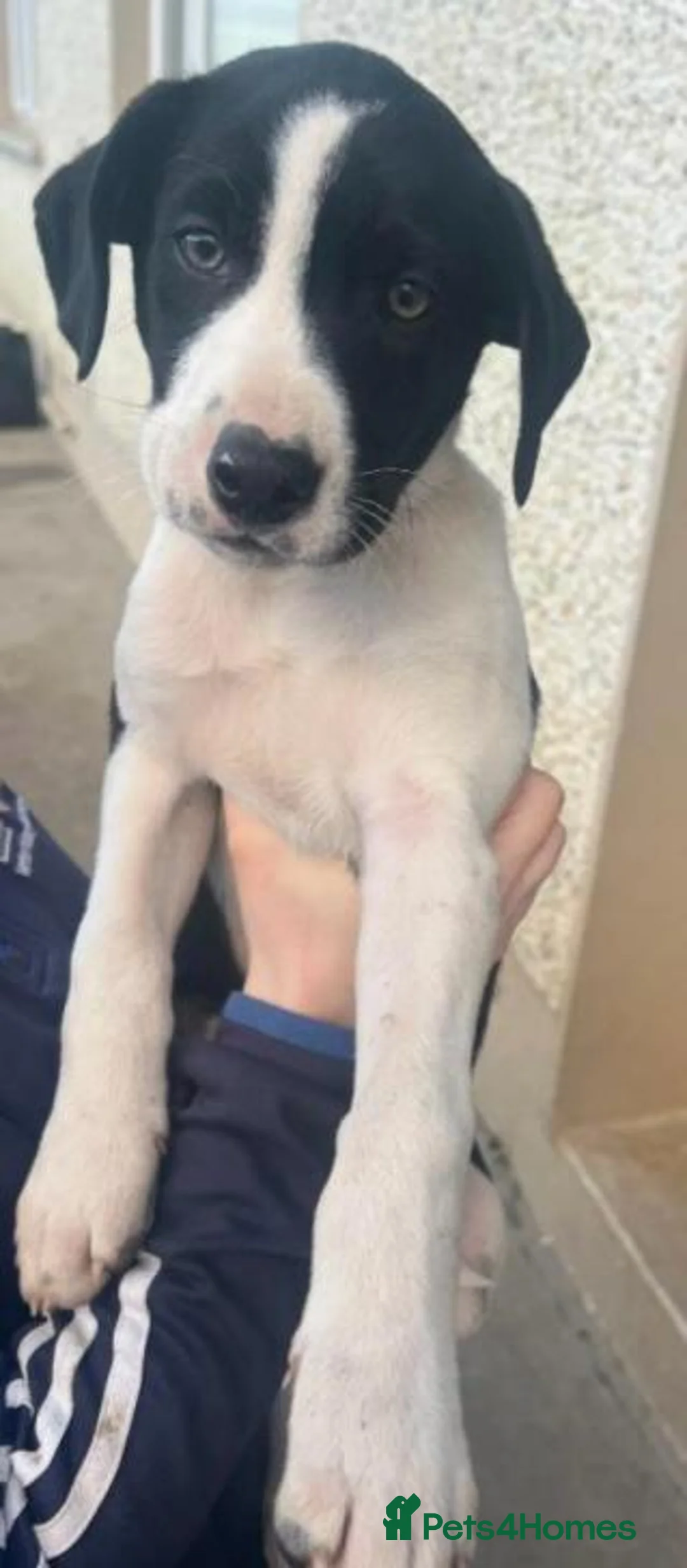 Border Collie dogs for sale: Border collie for sale female/male  in Rickmansworth - Advert 2