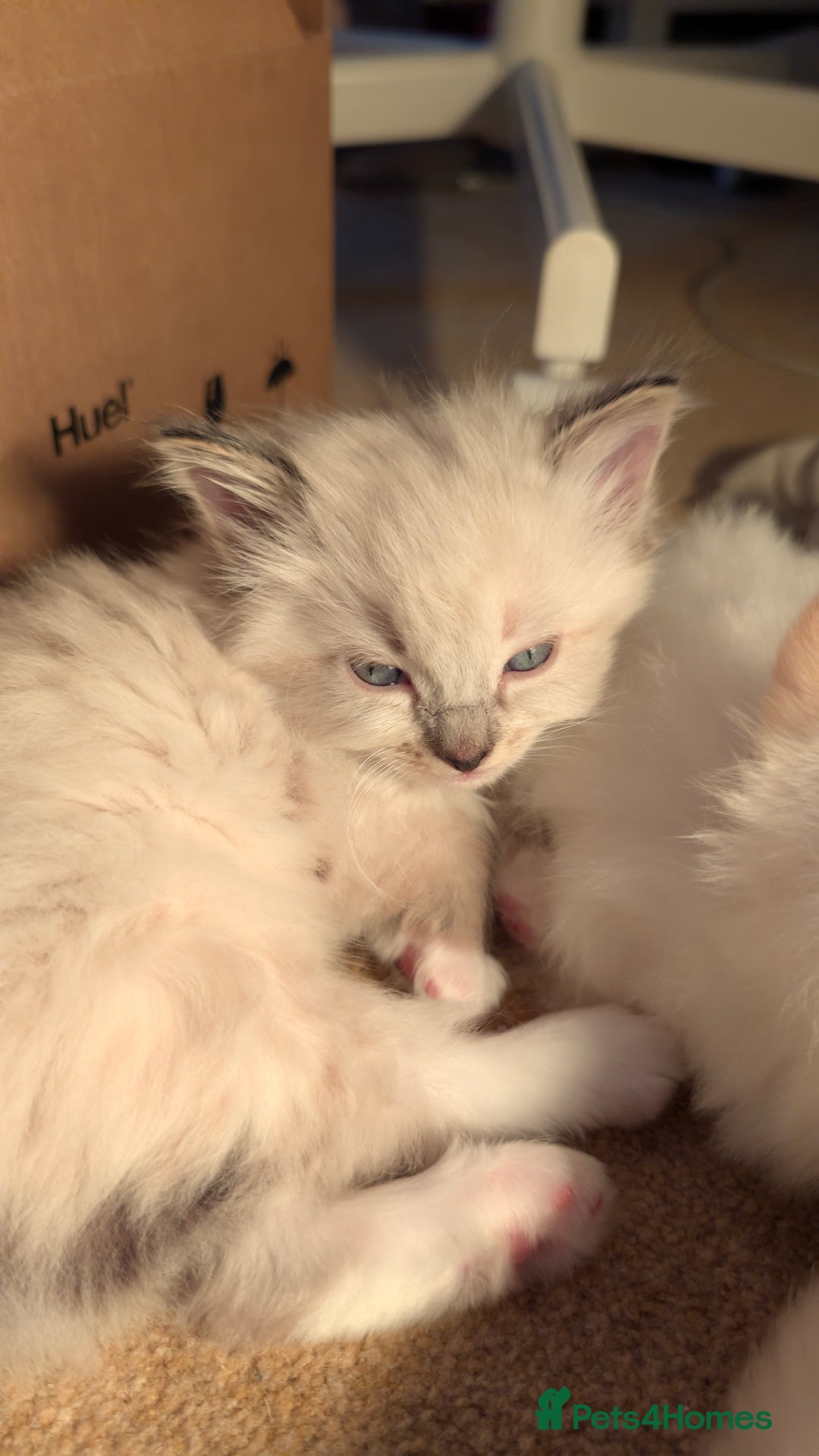 Ragdoll cats for sale: Beautiful Playful Ragdoll Kittens - Advert 28