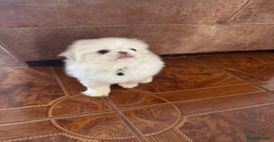 Pekingese dogs - Advert 12