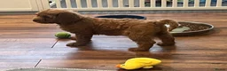Cockapoo dogs for sale: Cockapoo Puppies- only 1 remaining - ready now  - Advert 15