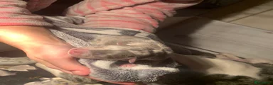American Bully 7
