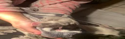 American Bully dogs for sale: Pocket bully - Advert 4
