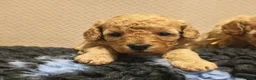 Cavapoo dogs for sale: Gorgeous Cavapoo Boy & Girl Available  in Southampton - Advert 19