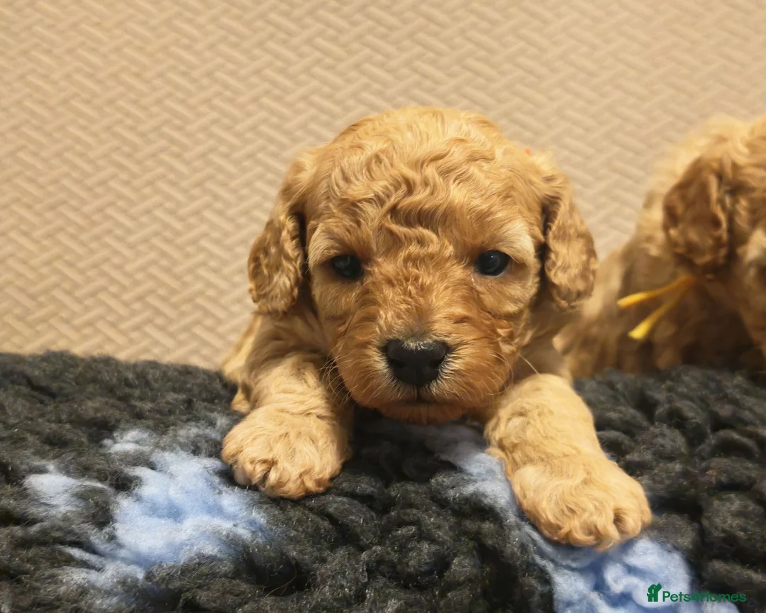 Cavapoo dogs for sale: Gorgeous Cavapoo Boy & Girl Available  in Southampton - Advert 19