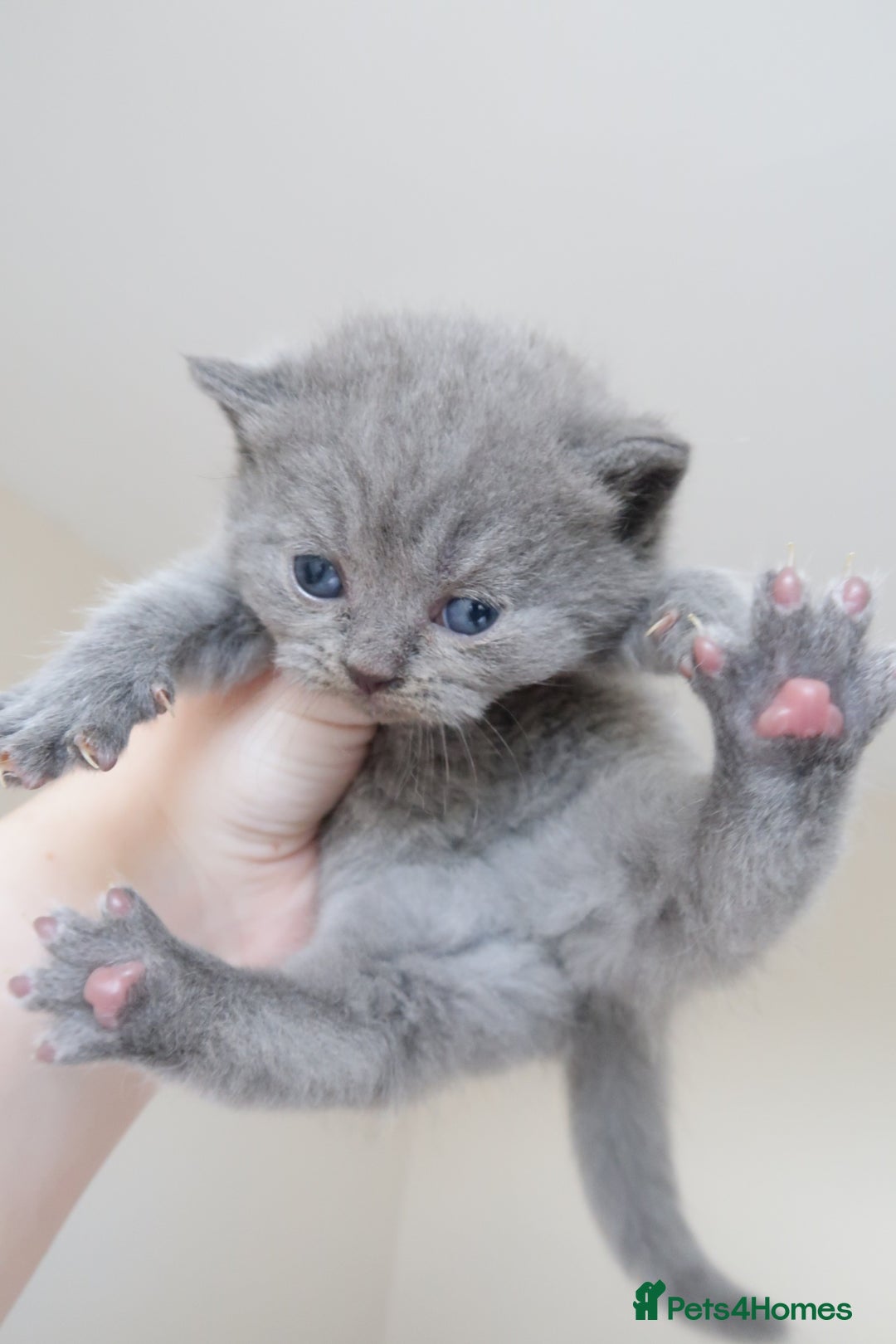 British Shorthair cats for sale: 2 left -GCCF Registered British Shorthair Kittens  - Advert 17