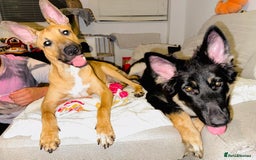 Mixed Breed dogs for sale: Belgian Shepherd (Malinois) for Sale - Image 5