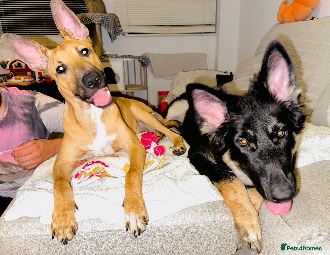 Mixed Breed dogs for sale: Belgian Shepherd (Malinois) for Sale - Image 5