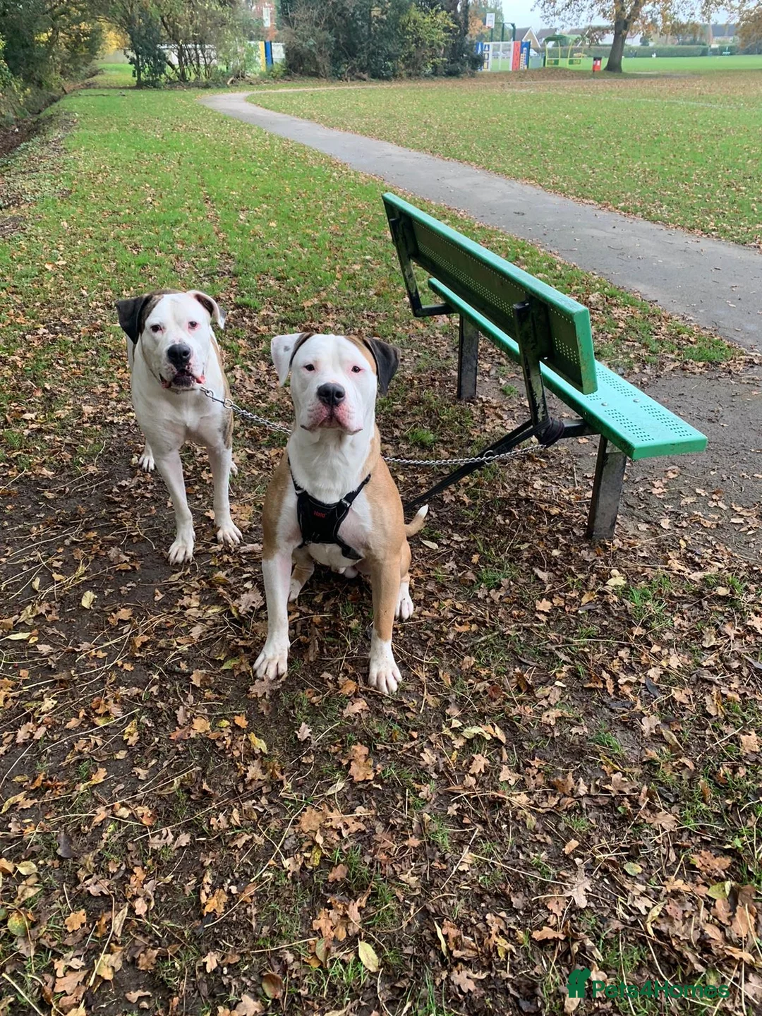 American Bulldog dogs for stud: NKC American Bulldog for Stud in Birmingham - Advert 10