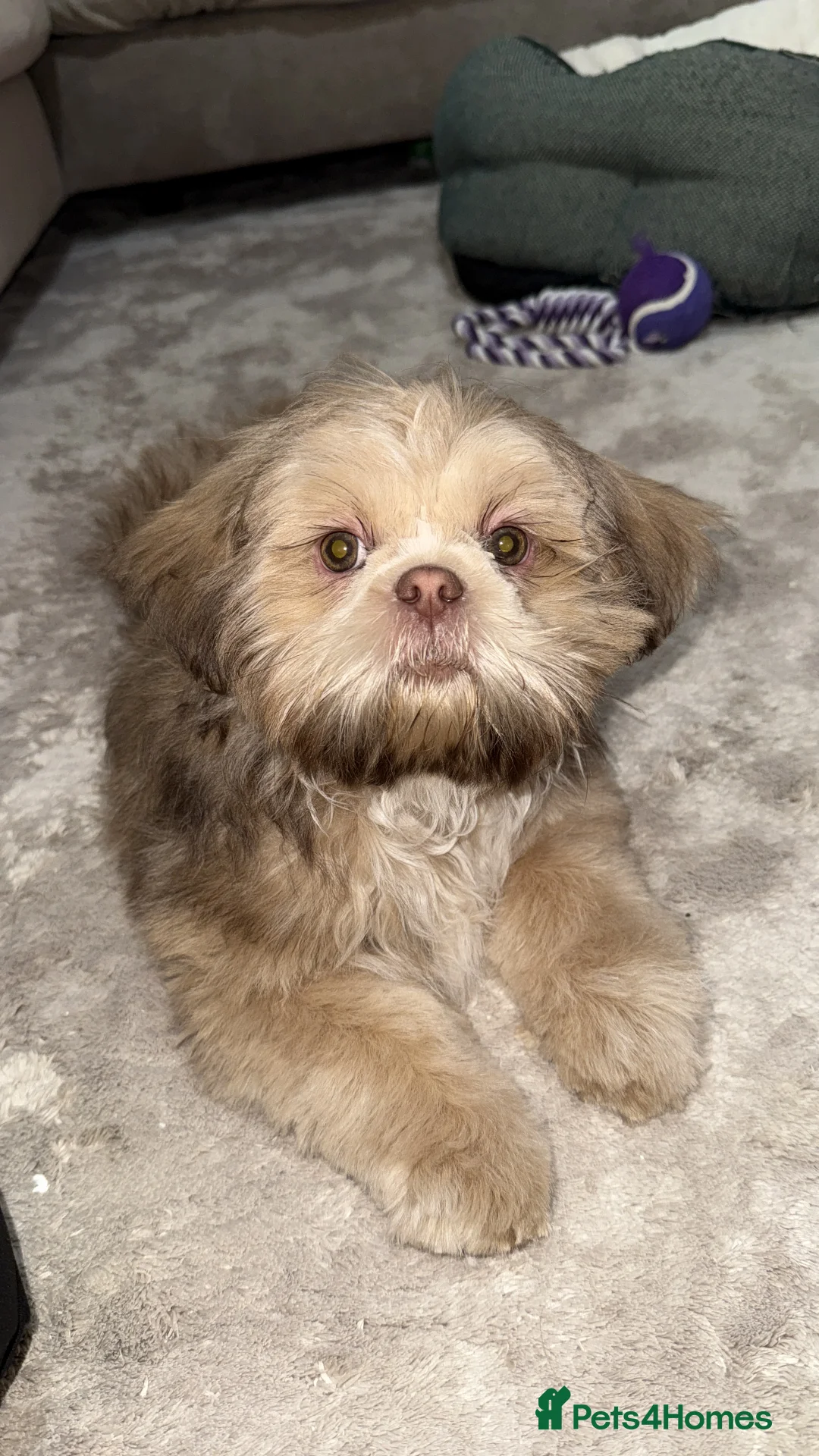 Shih Tzu dogs for sale: Shih Tzu puppy - Advert 14