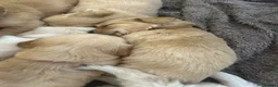 Golden Retriever dogs for sale: Ready now🐾 - Advert 4