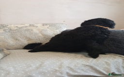 Cockapoo dogs for sale: Cockapoo puppies in Lancaster - Image 9