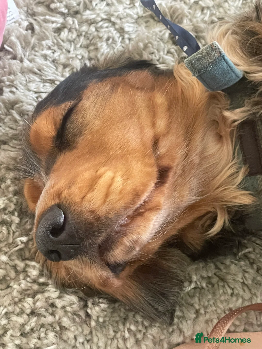 Cocker Spaniel dogs for stud: Cocker Spaniel male for stud - Advert 8