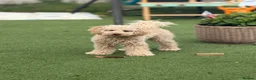 Cavapoo dogs for sale: Female Cavapoo Forever Home - Advert 1