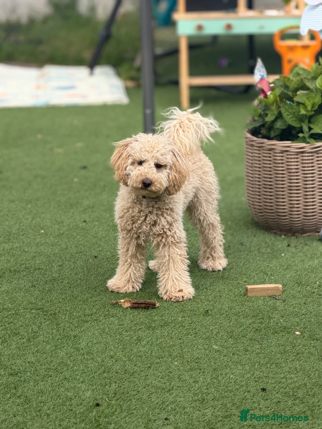 Cavapoo dogs for sale: Female Cavapoo Forever Home - Advert 1