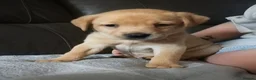Labrador Retriever dogs for sale: Beautiful Labrador Puppies - Advert 17