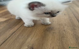 Ragdoll cats for sale: Radoll kittens, blue/lilac point - Image 6