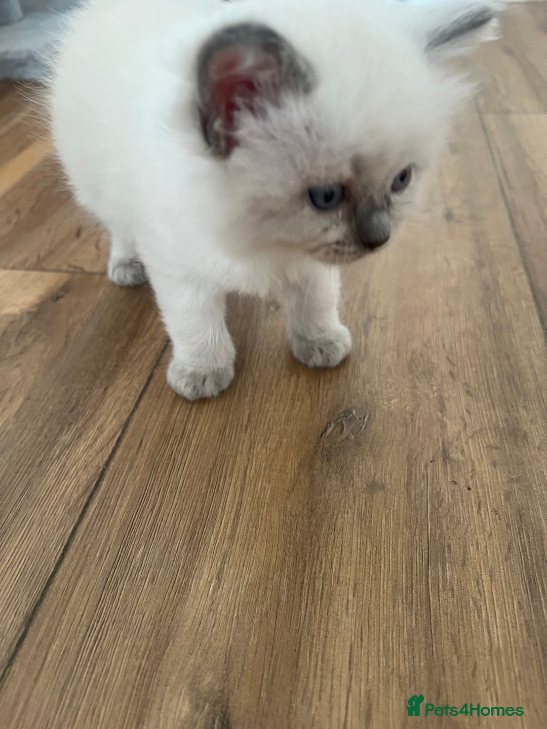 Ragdoll cats for sale: Radoll kittens, blue/lilac point - Image 6