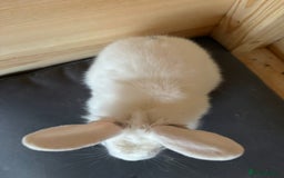 Lionhead rabbits for sale: 2 bunnies - Image 2