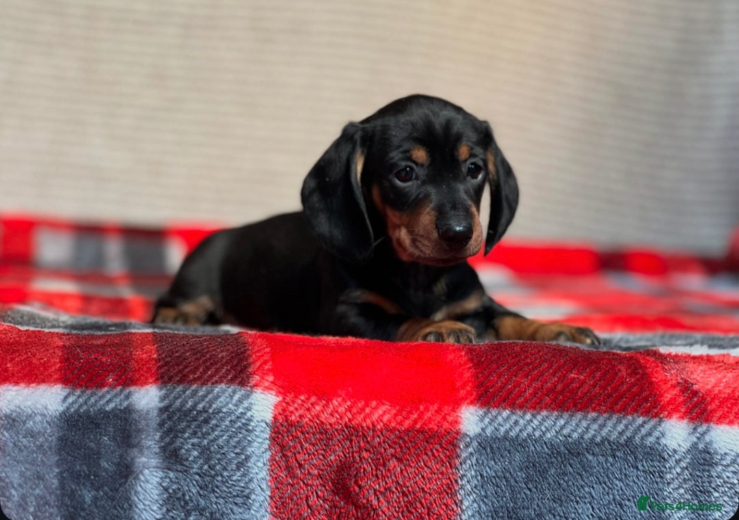 Miniature Dachshund dogs for sale: STUNNING DACHSUND PUPPIES  - Image 9