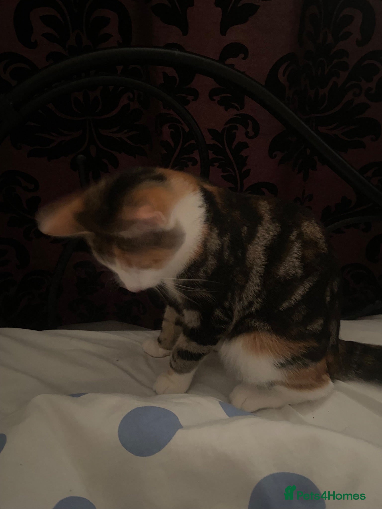Mixed Breed cats Bandy kitten for sale - Advert 1
