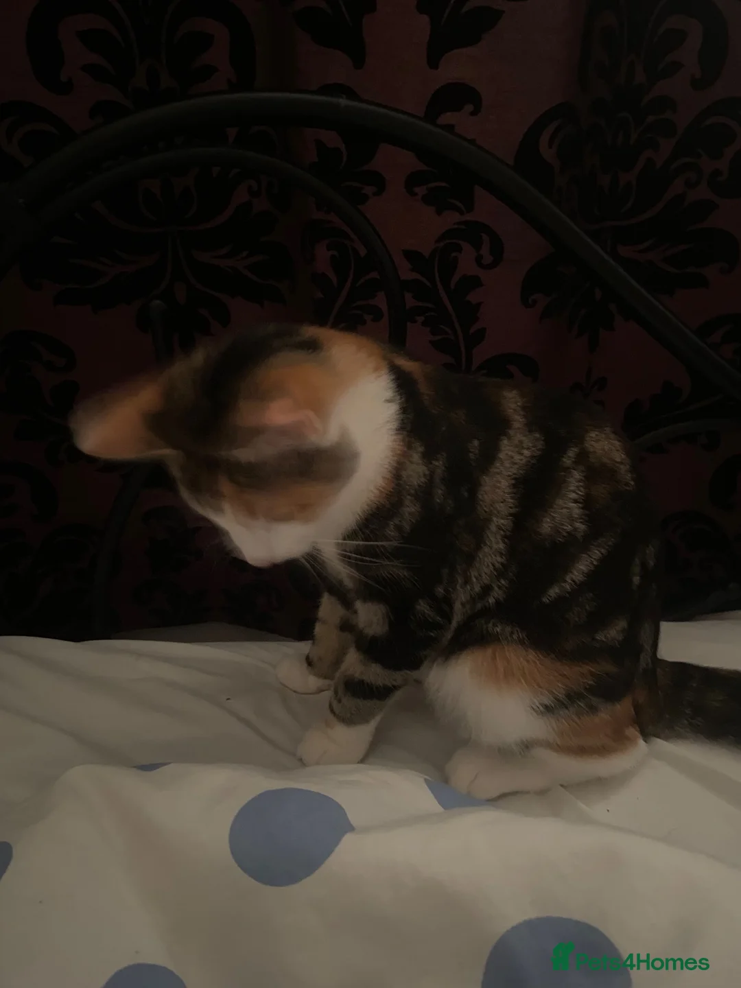Mixed Breed cats for sale: Bandy kitten for sale in London - Advert 1