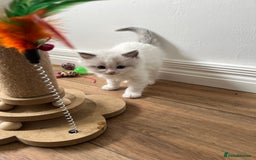 Ragdoll cats for sale: PURE BREED RAGDOLL KITTENS BLUE - Image 9