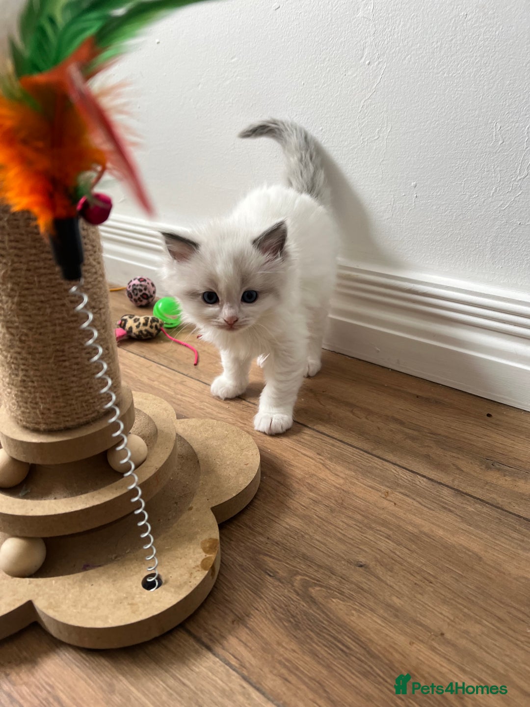 Ragdoll cats for sale: PURE BREED RAGDOLL KITTENS BLUE - Image 9