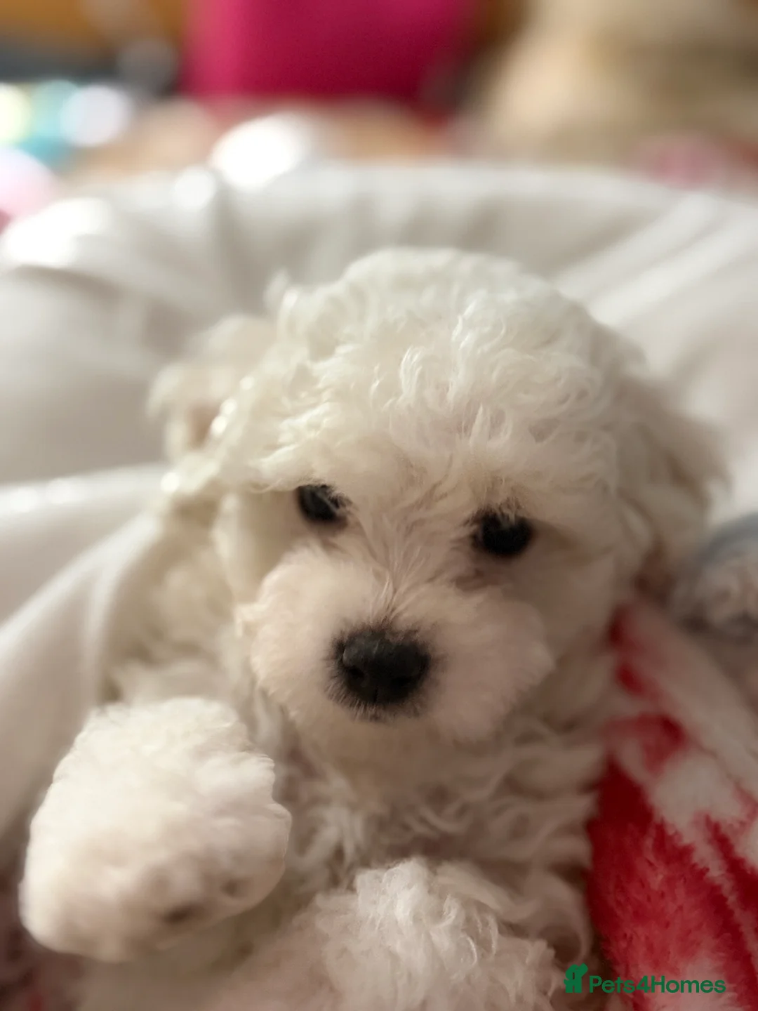 Bichon Frise dogs for sale: The Pedigree Club Bichon Frise Puppies - Advert 20