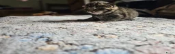 Maine Coon cats for sale: 4 gorgeous Maine coon X kittens - Advert 11
