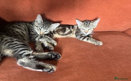 Mixed Breed cats for sale: Beautiful Kittens – Health Checked & Chipped - Image 9