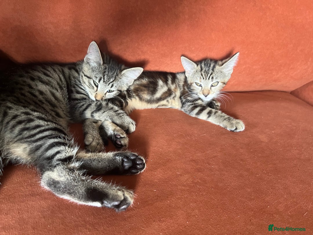 Mixed Breed cats for sale: Beautiful Kittens – Health Checked & Chipped - Image 9