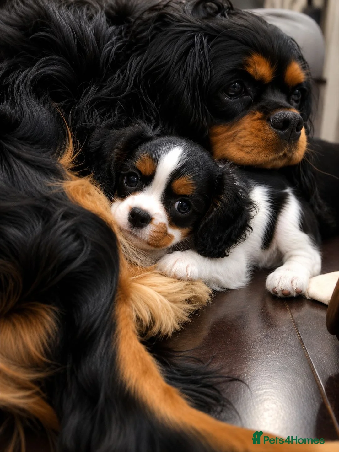 Cavalier King Charles Spaniel dogs for sale: Gorgeous unique Tri girl - Advert 2